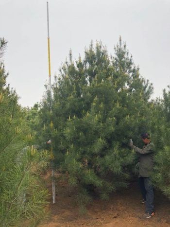 白皮松苗圃基地4米號(hào)苗中