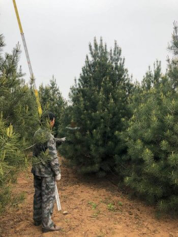 綠濤白皮松苗圃基地4米號苗中