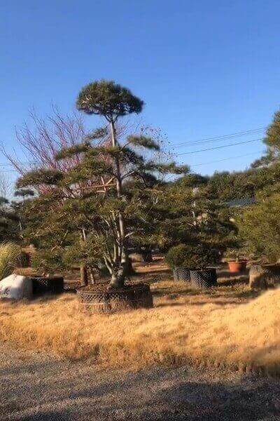 白皮松造型樹